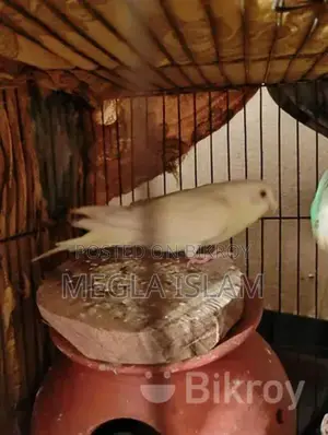 কিছু বাজিকর পাখি হাতবদল হবে