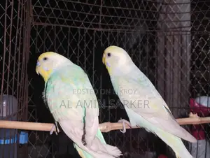 Budgerigar