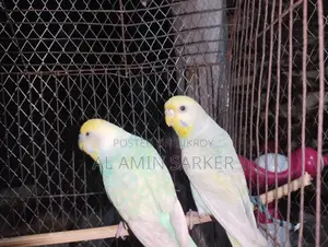 Budgerigar