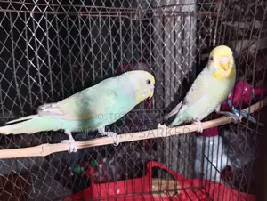 Budgerigar