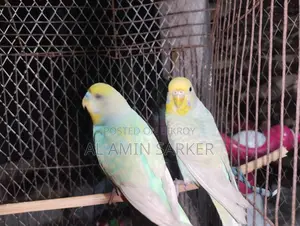 Budgerigar