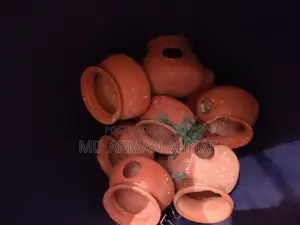 Bird Nests