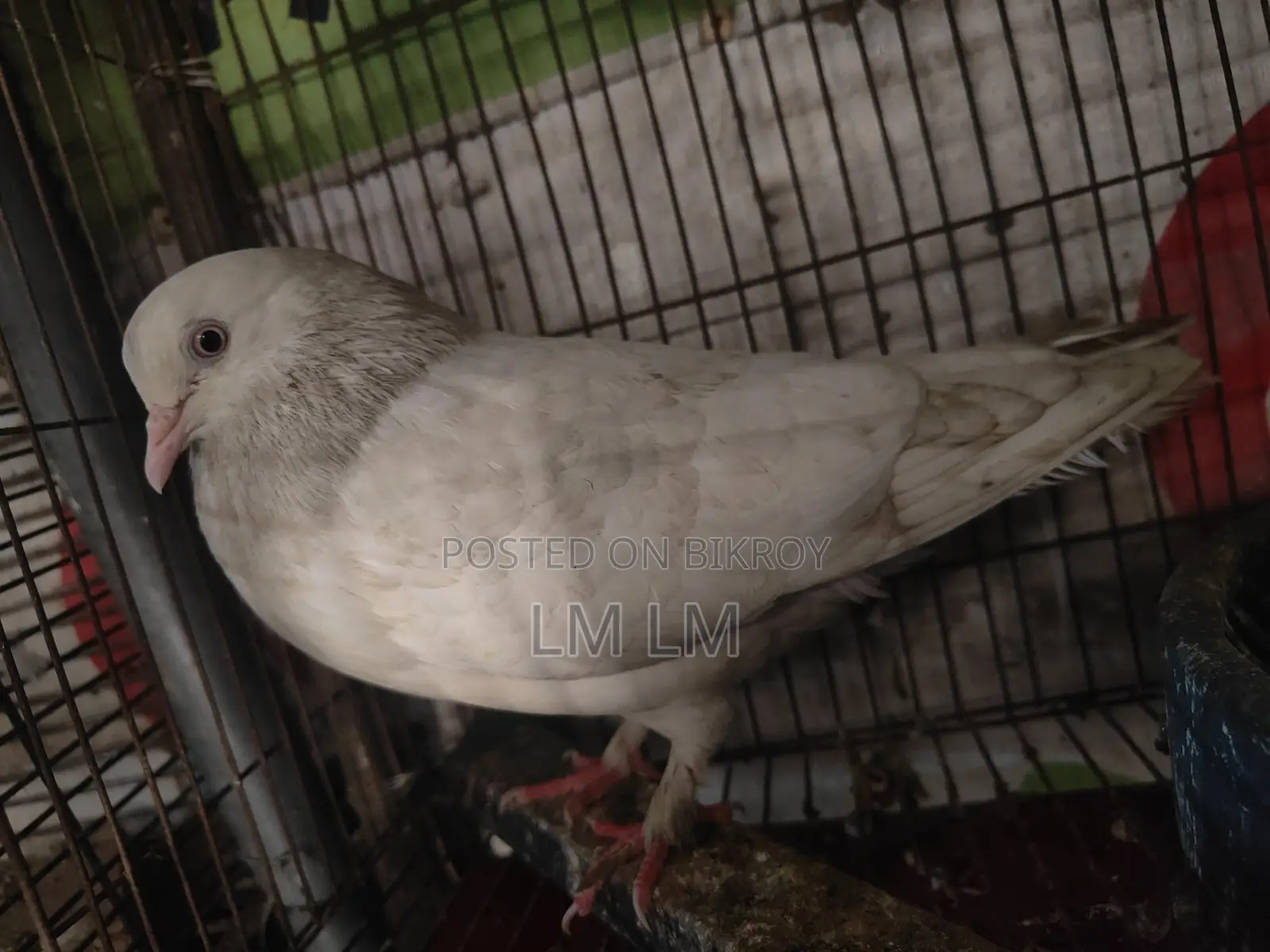 গিরিবাজ কবিতর বিক্রি করা হবে