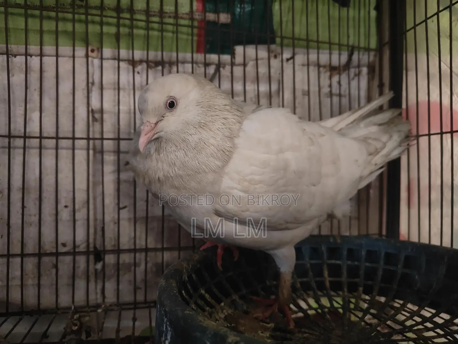 গিরিবাজ কবিতর বিক্রি করা হবে