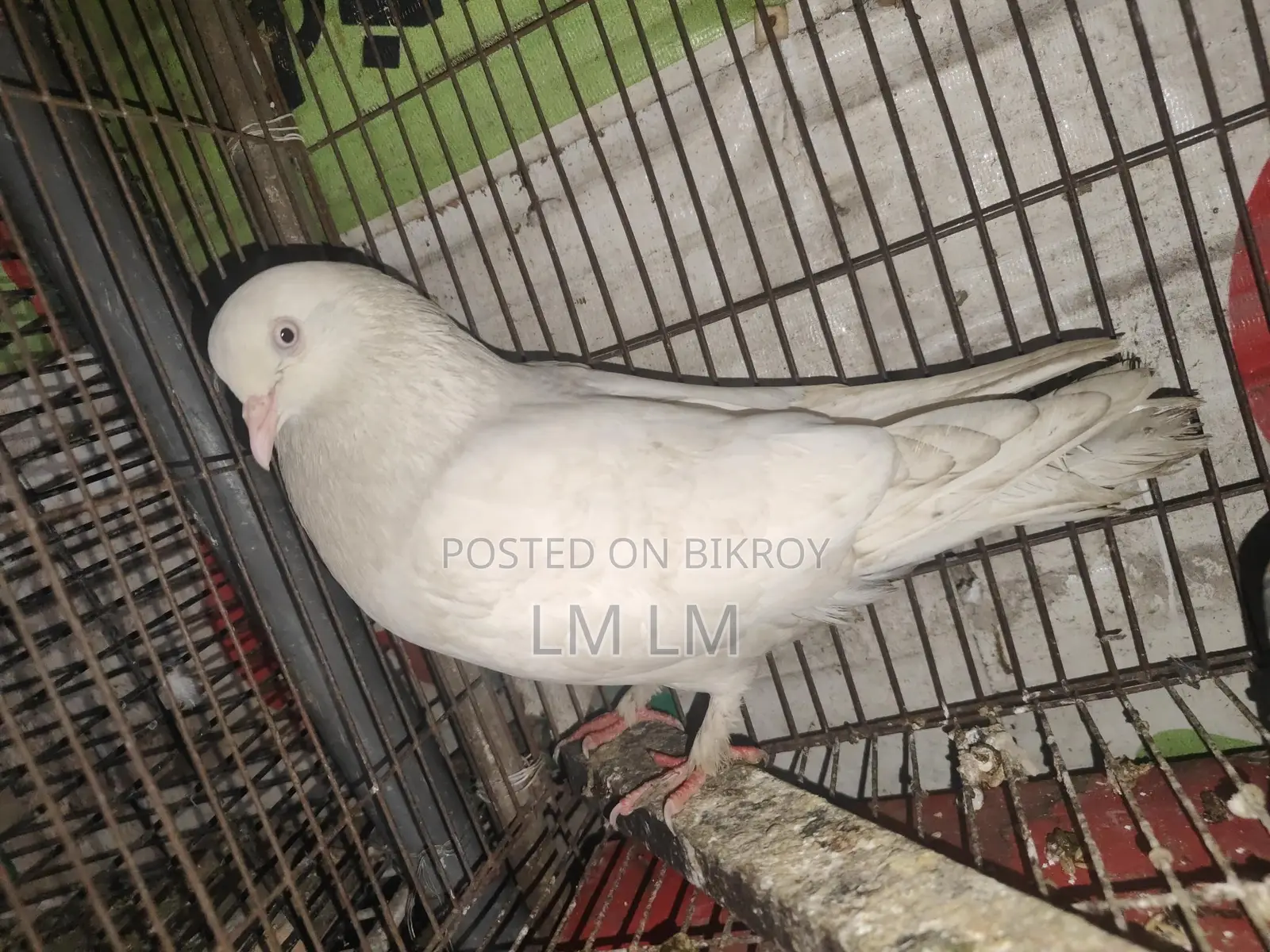 গিরিবাজ কবিতর বিক্রি করা হবে