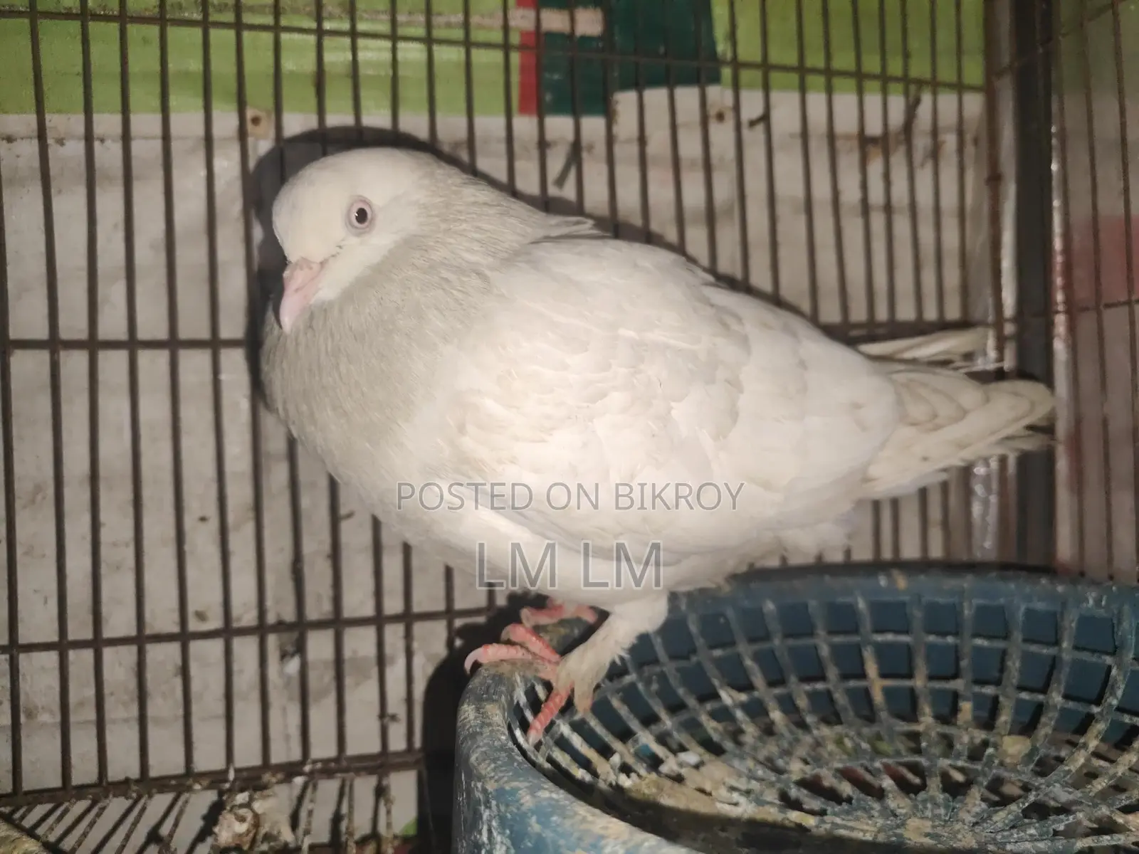 গিরিবাজ কবিতর বিক্রি করা হবে