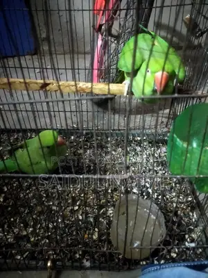 Indian Ringneck Parakeet.