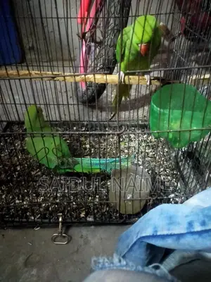 ইন্ডিয়ান রিং নেট টিয়া পাখি।