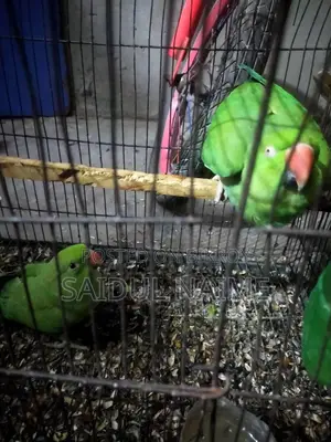 Indian Ringneck Parakeet.