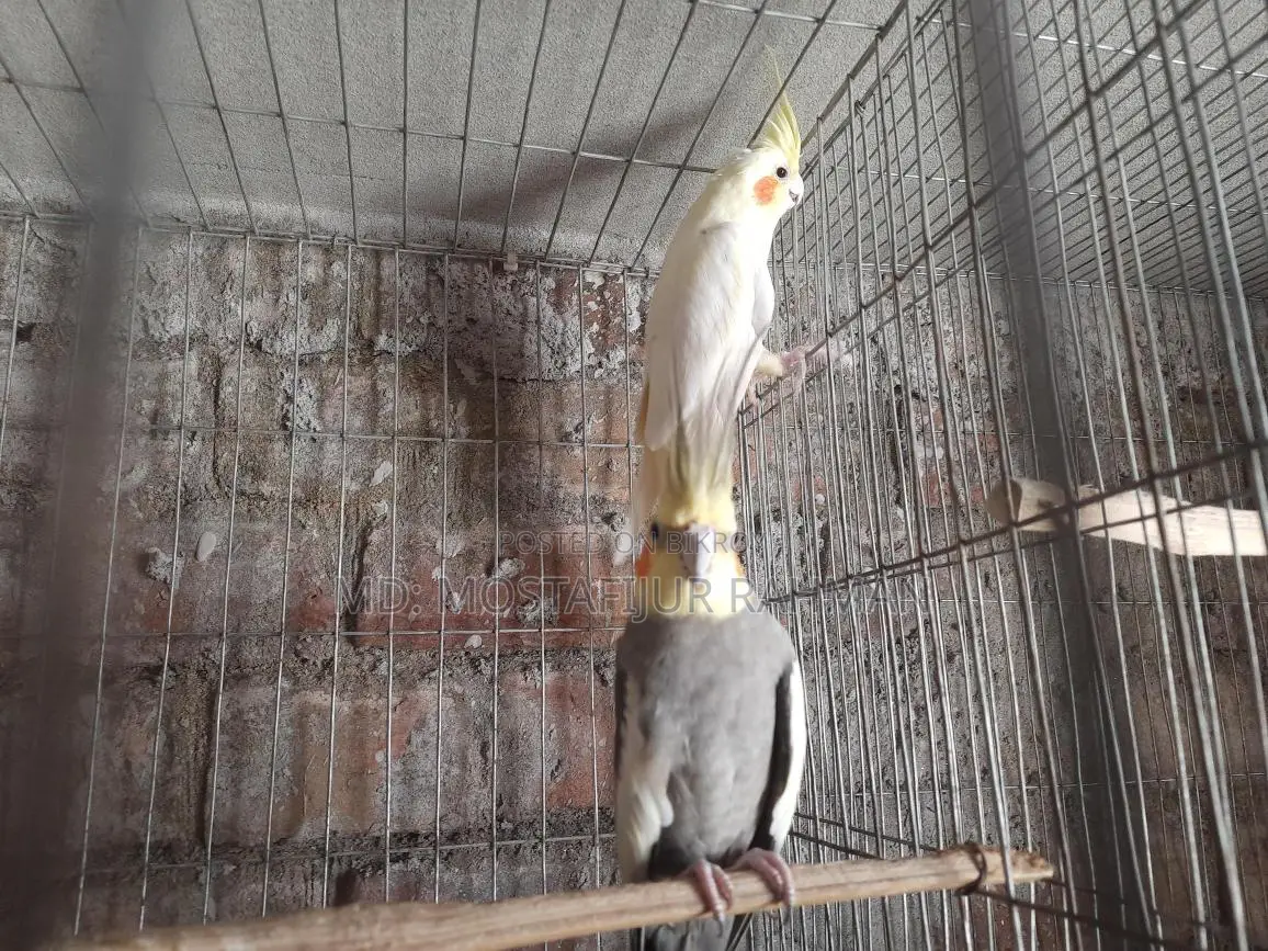 রানিং কোকাটেল পাখি