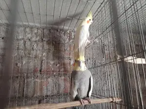 রানিং কোকাটেল পাখি