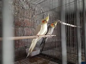 রানিং কোকাটেল পাখি