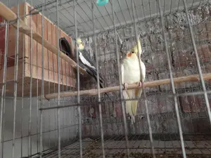 রানিং কোকাটেল পাখি