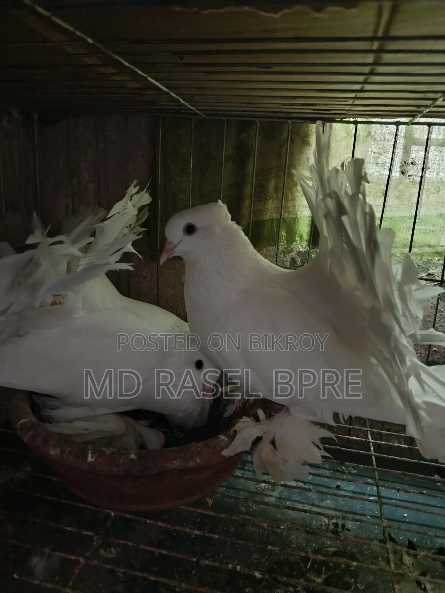 লক্ষা কবুতর বিক্রি হবে