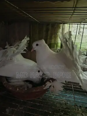 লক্ষা কবুতর বিক্রি হবে
