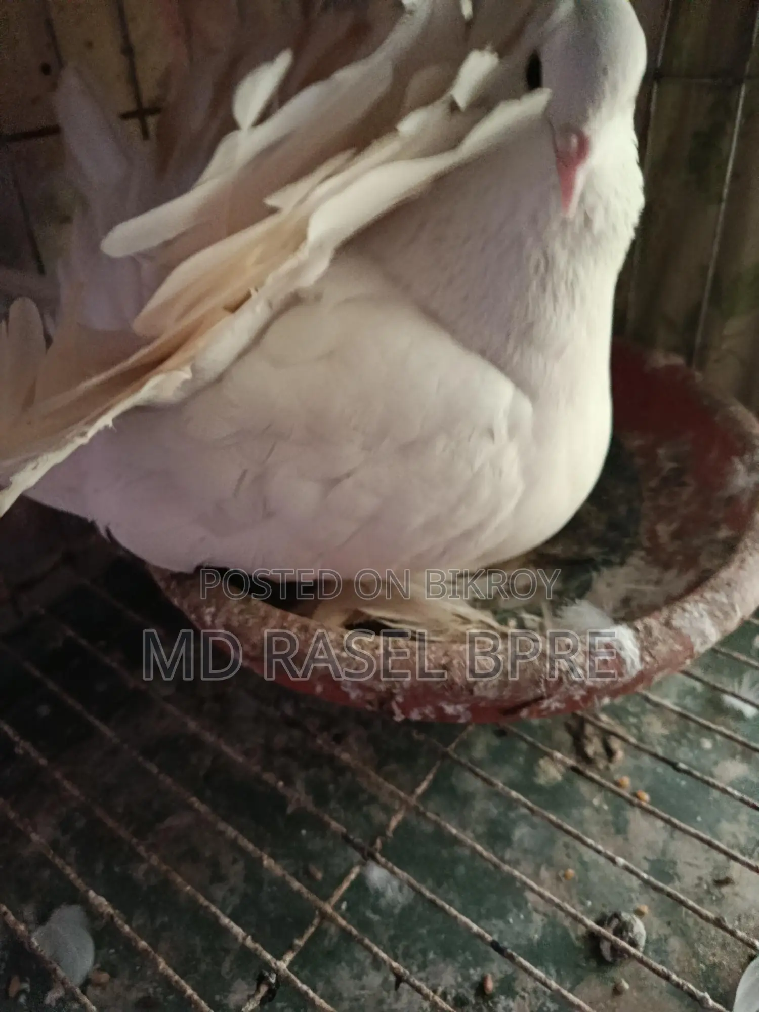 লক্ষা কবুতর বিক্রি হবে