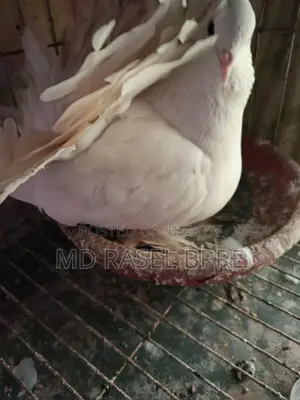লক্ষা কবুতর বিক্রি হবে