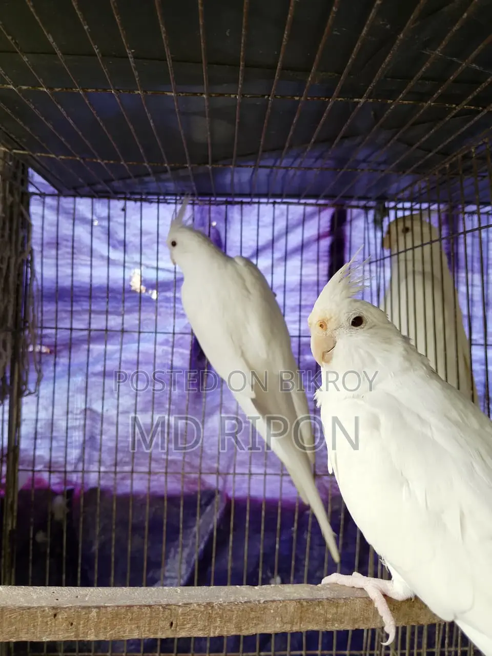Cockatiel Bird
