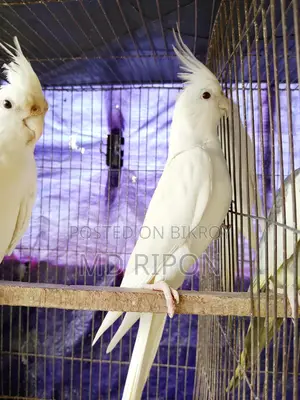 Cockatiel Bird