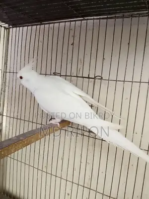 Cockatiel Bird