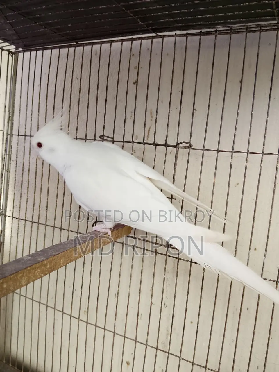 Cockatiel Bird