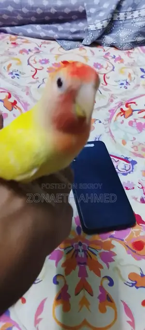 Pair of Lovebirds