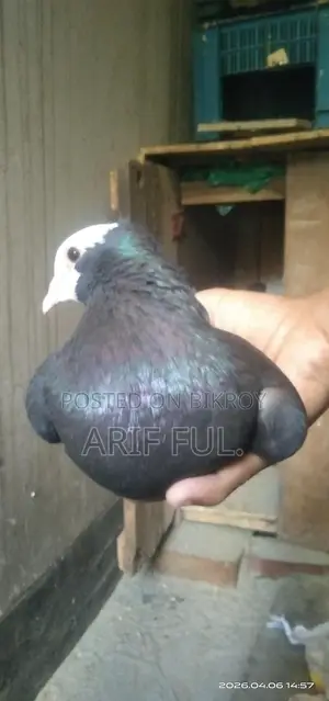 Single Male Mukkhi Pigeon