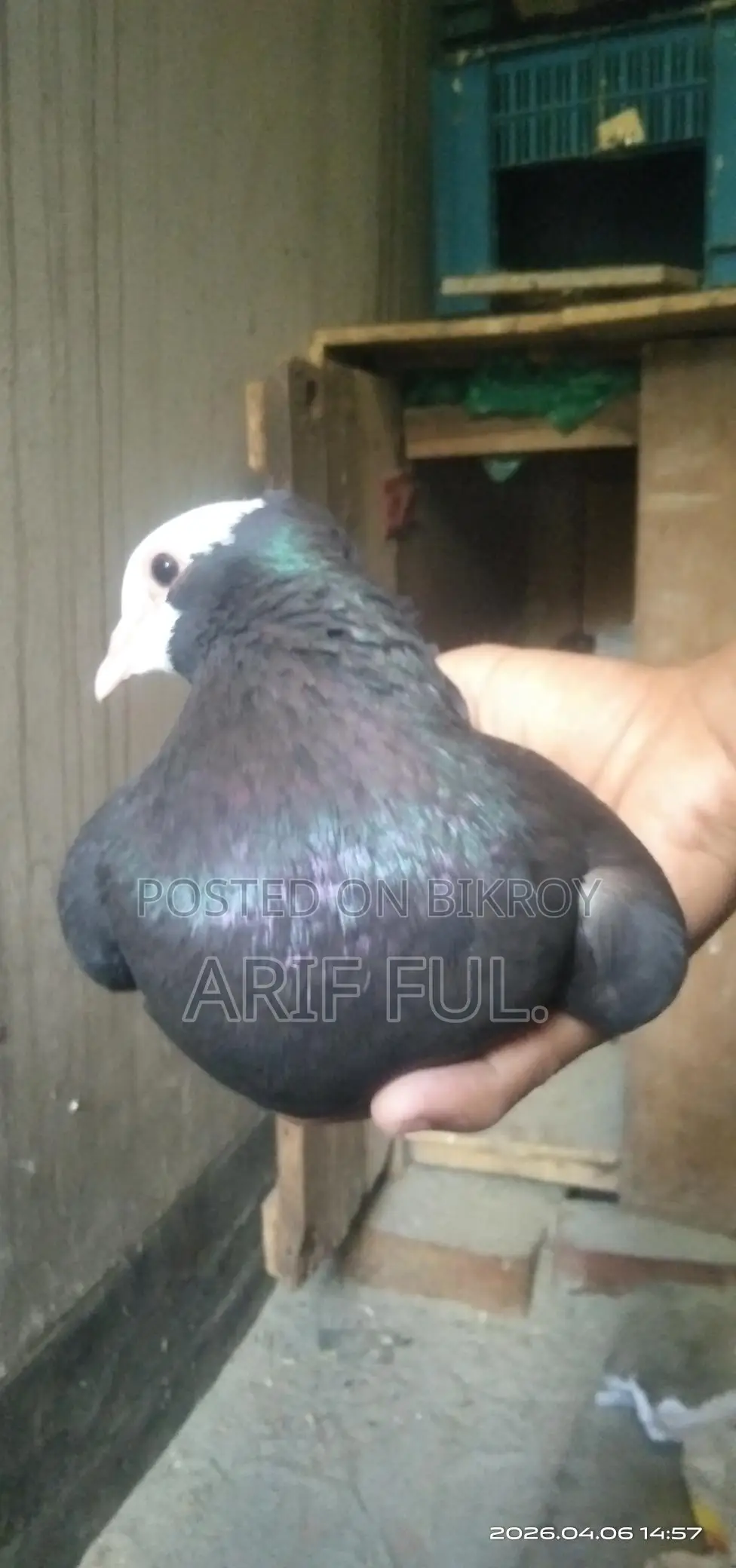 Single Male Mukkhi Pigeon