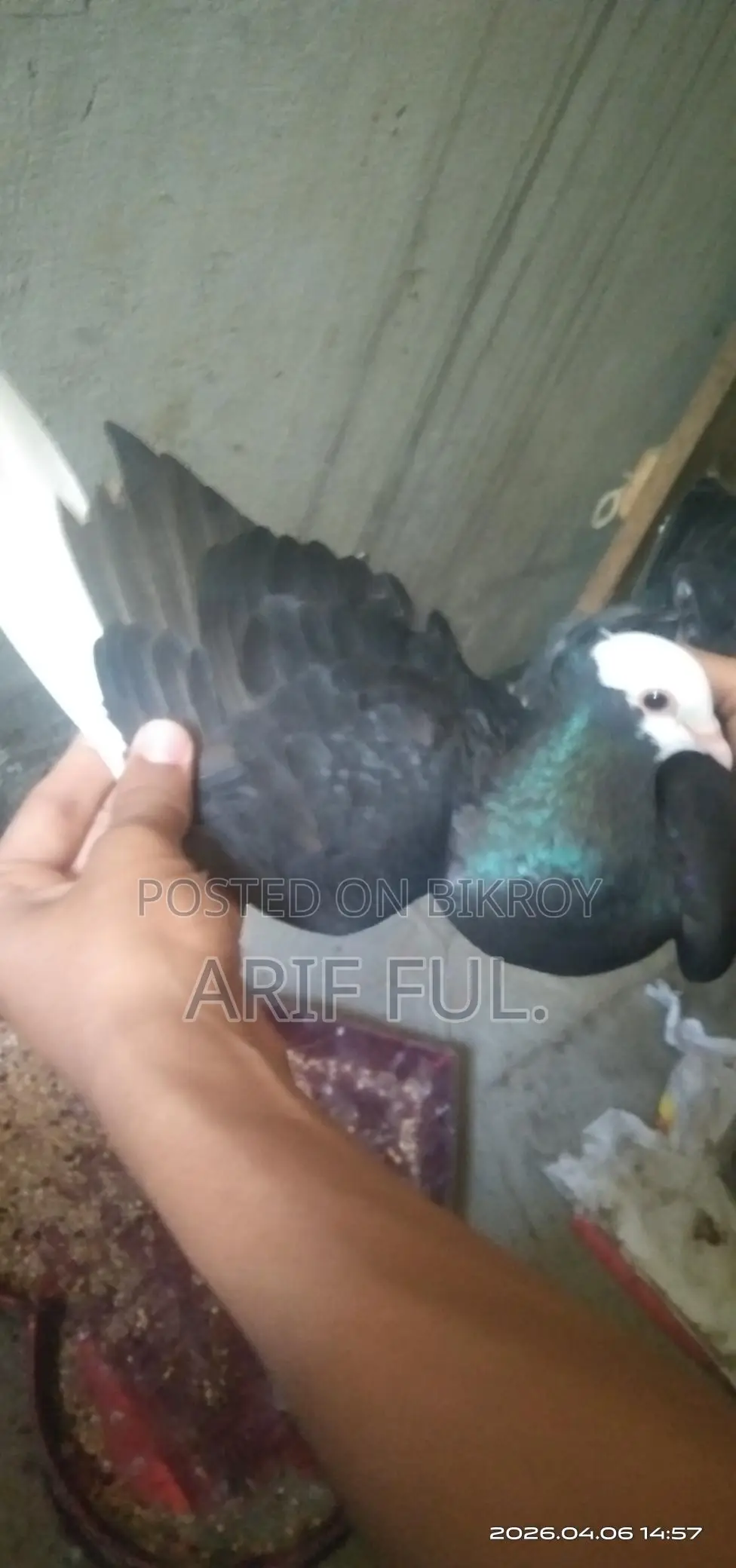 Single Male Mukkhi Pigeon