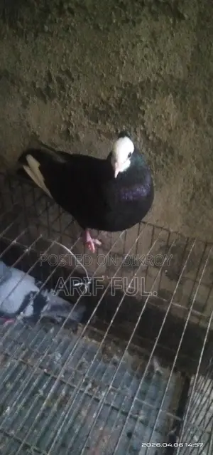 Single Male Mukkhi Pigeon