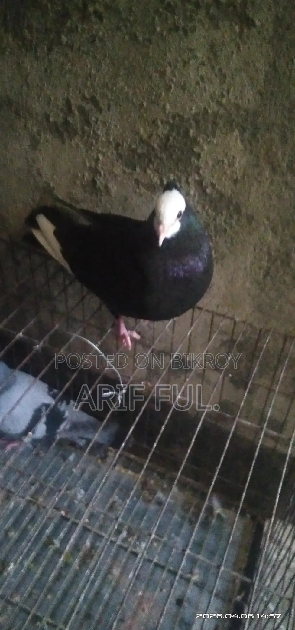 Single Male Mukkhi Pigeon
