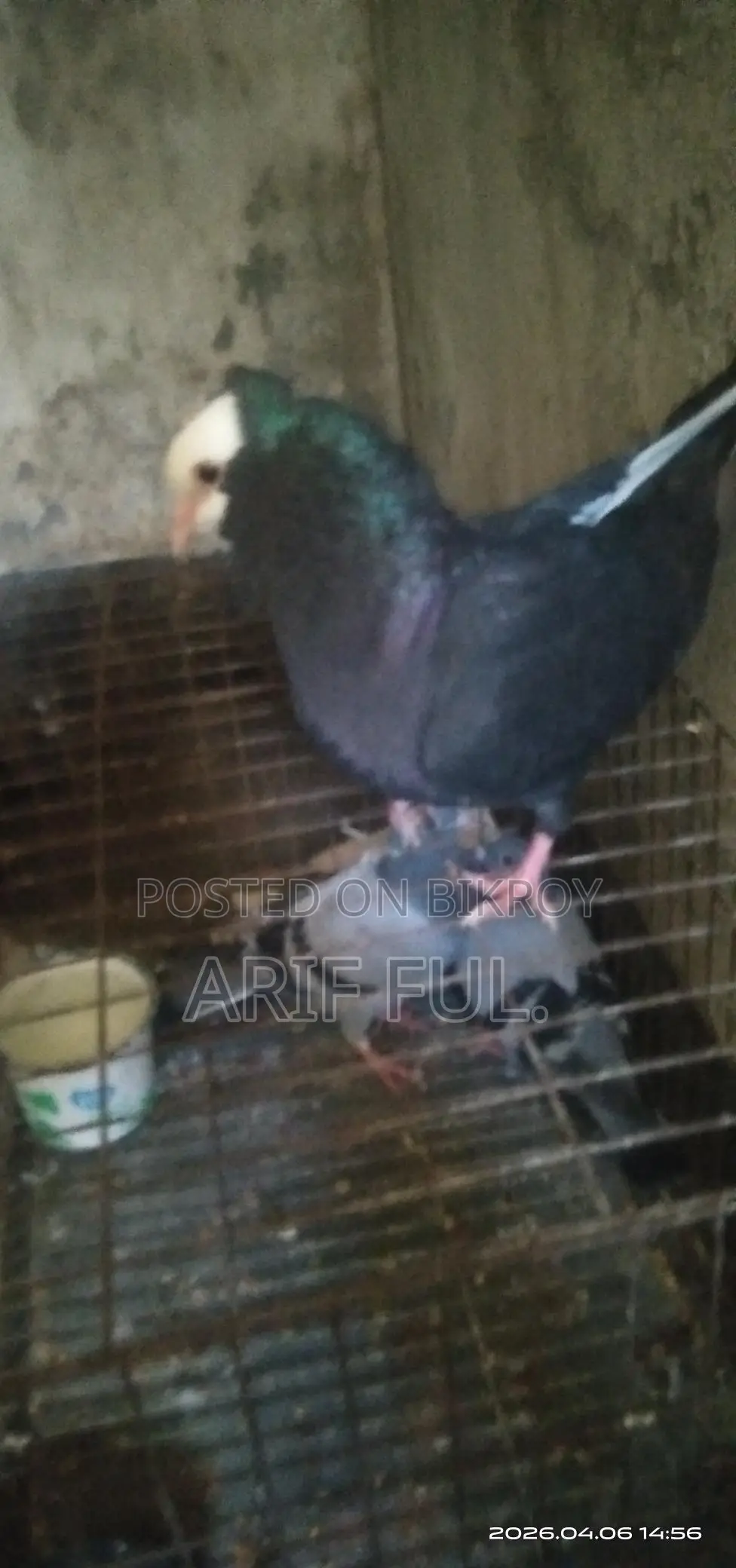 Single Male Mukkhi Pigeon