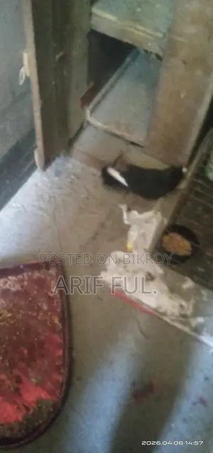 Single Male Mukkhi Pigeon