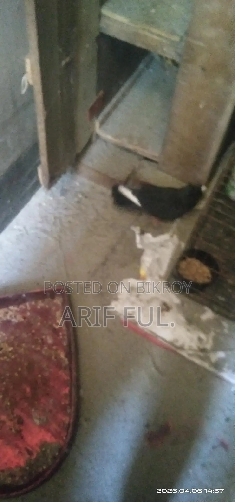 Single Male Mukkhi Pigeon