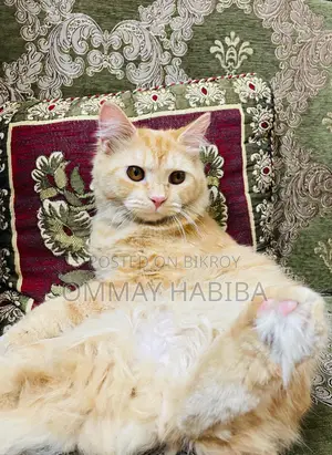 Persian Cat Male 9 Months
