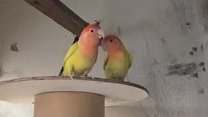Love Bird
