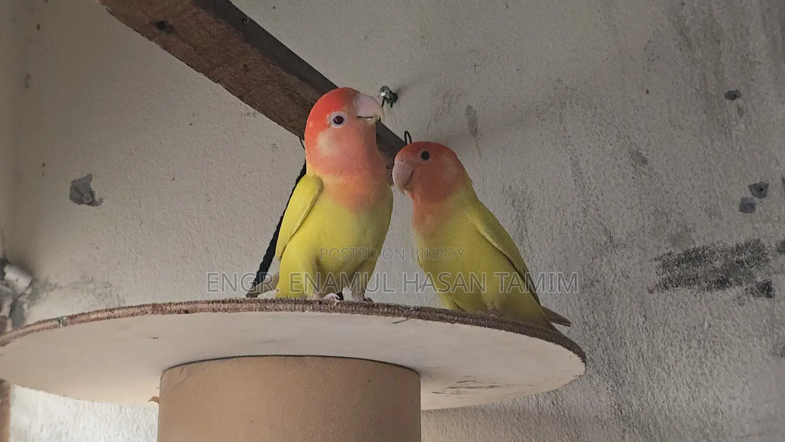 Love Bird