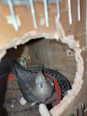 একজোড়া রানিং কোকাটেল পাখি