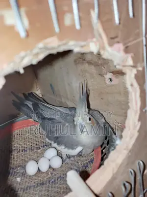 একজোড়া রানিং কোকাটেল পাখি
