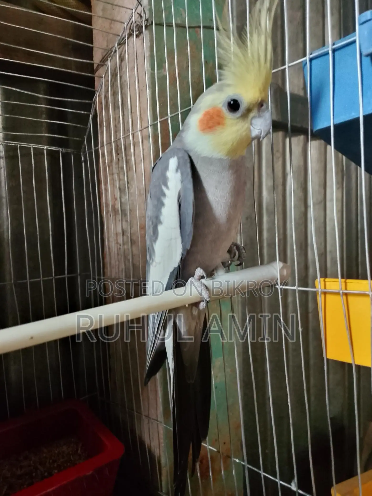 একজোড়া রানিং কোকাটেল পাখি