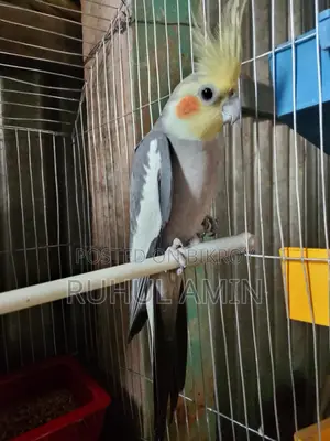 একজোড়া রানিং কোকাটেল পাখি