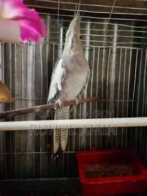 একজোড়া রানিং কোকাটেল পাখি