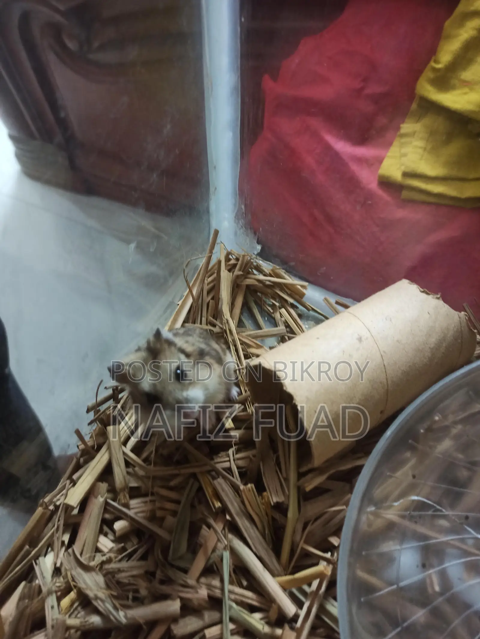 1 Pair Russian Campbell's Dwarf Hamster For Sale