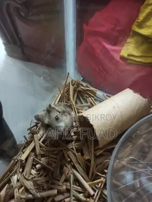 1 Pair Russian Campbell's Dwarf Hamster For Sale