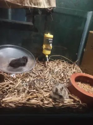 1 Pair Russian Campbell's Dwarf Hamster For Sale