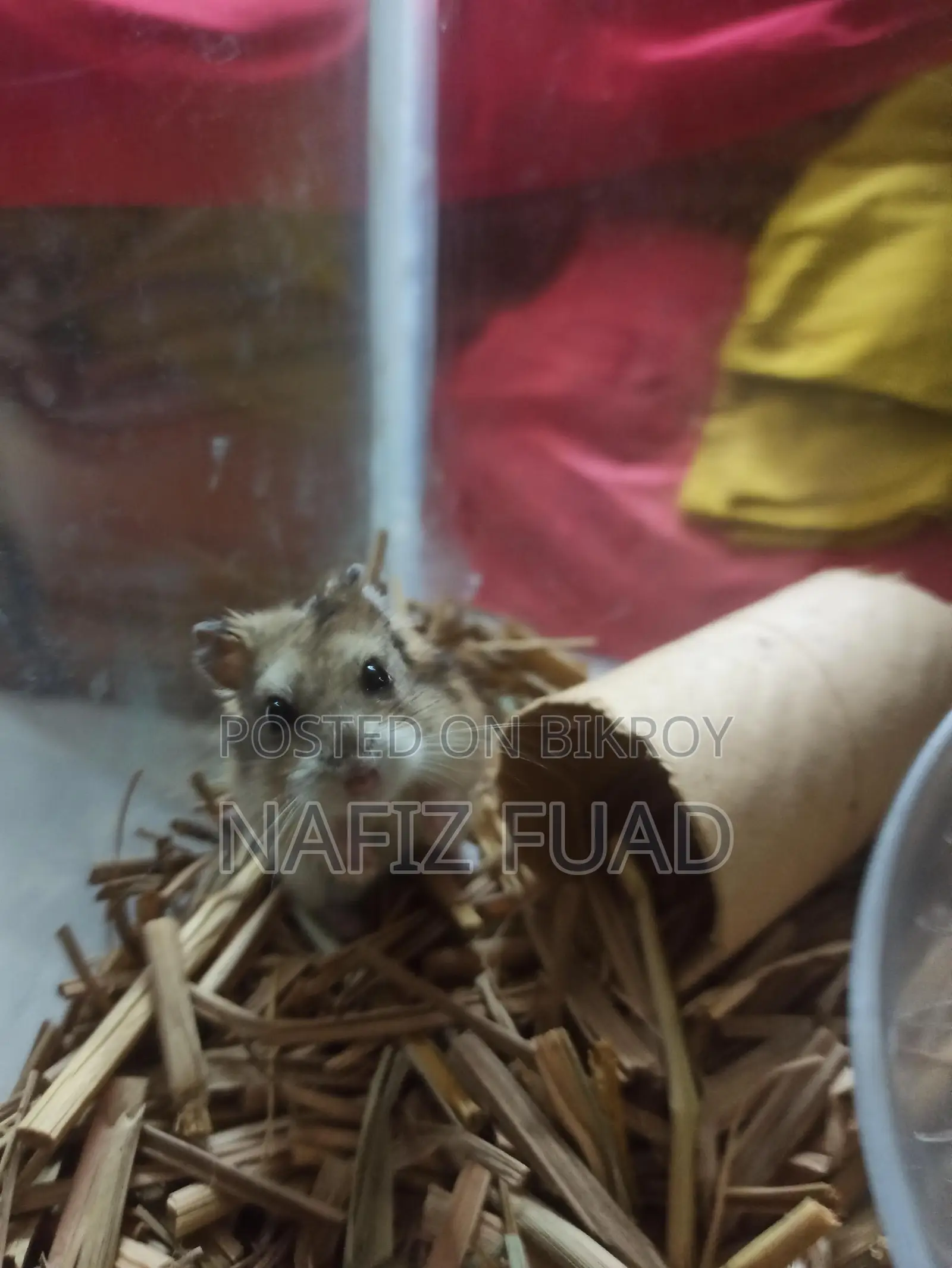 1 Pair Russian Campbell's Dwarf Hamster For Sale