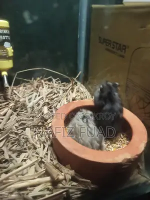 1 Pair Russian Campbell's Dwarf Hamster For Sale