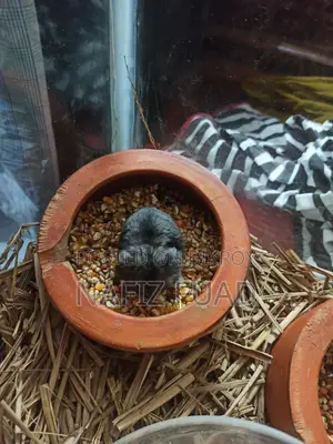 1 Pair Russian Campbell's Dwarf Hamster For Sale