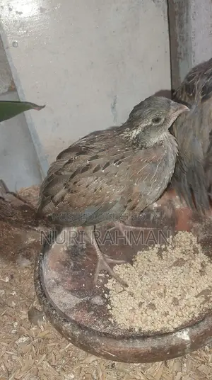 Northern Bobwhite Quail