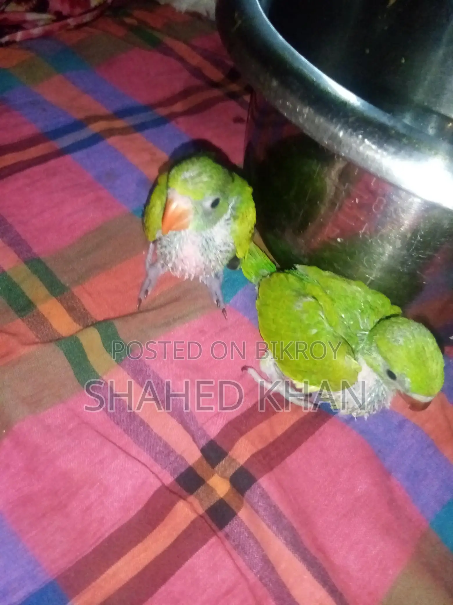 Indian Ringneck Bird